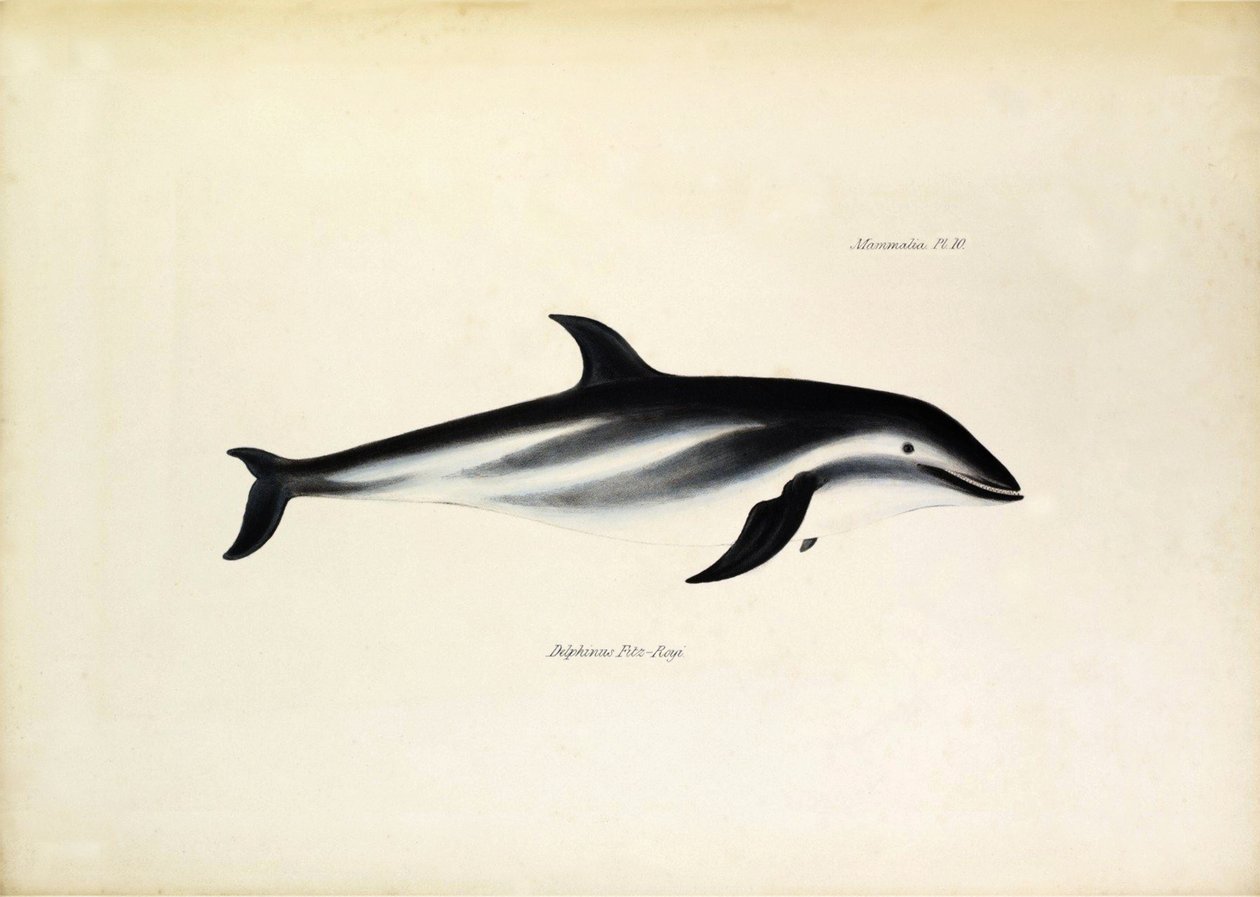 Delphinus Fitz-Royi Schwarzer Delfin oder Fitzroy nach dem Namen von Kapitän Robert Fitzroy der Beagle. Tafel aus „The zoology of the voyage of H.M.S. Beagle. described by John Gould, with notice of their habits by Charles Darwin“ von Unbekannter Künstler