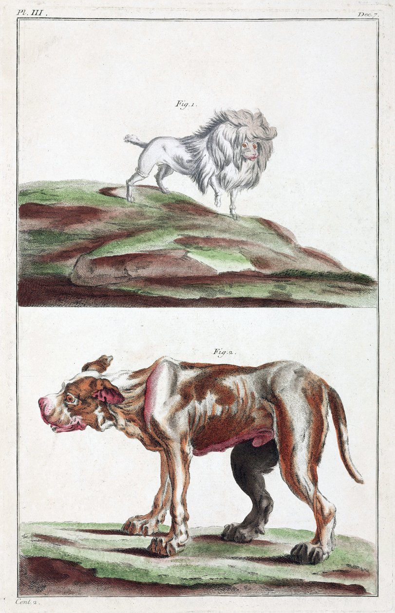 Hunde von Unbekannt