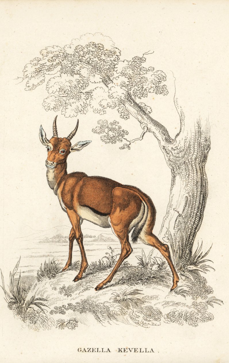 Dorcasgazelle, Gazella dorcas (gewöhnlicher Kevel, Gazella kevella). Gefährdet. Nach einer Illustration von James Stewart. Handkolorierte Lithographie aus Georg Friedrich Treitschkes Galerie der Naturgeschichte, Naturhistorischer Bildersaal des Tierreiches von Unbekannter Künstler
