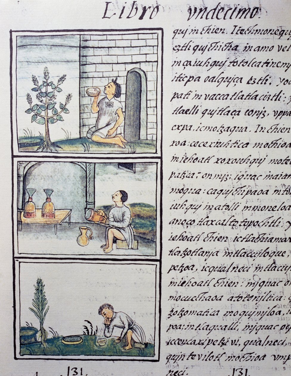 Essbare Pflanzen, Seite aus Buch XI des Florentiner Kodex, zweisprachige Version in Spanisch und Nahuatl, Allgemeine Geschichte der Dinge von Neuspanien, von Fray Bernardino de Sahagun von William M. Timlin