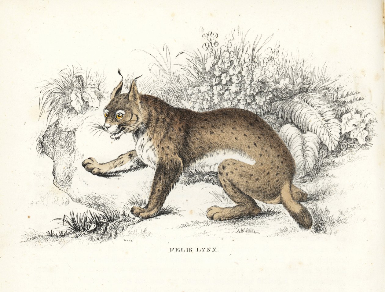 Eurasischer Luchs, Lynx lynx (Felis lynx). Handkolorierte Lithographie aus Georg Friedrich Treitschkes Galerie der Naturgeschichte, Naturhistorischer Bildersaal des Tierreiches, Leipzig-1842 von Unbekannter Künstler