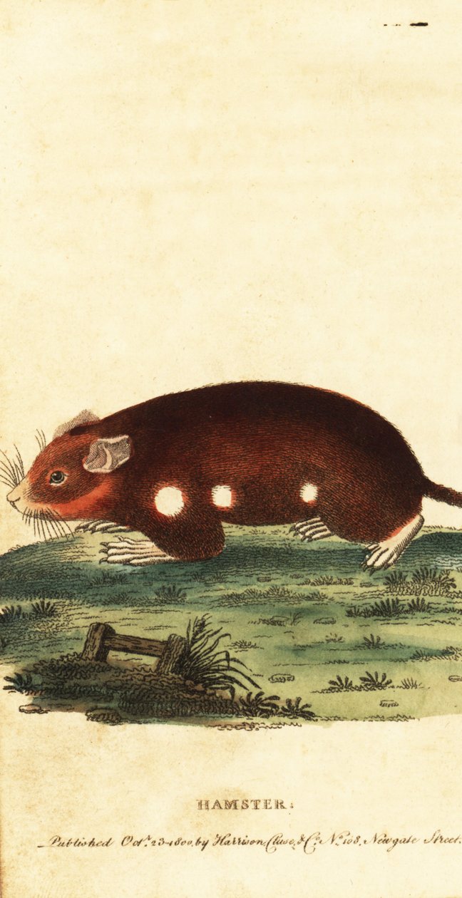 Europäischer Hamster, Cricetus cricetus. Kritisch gefährdet, 1800 (Gravur) von Unbekannter Künstler