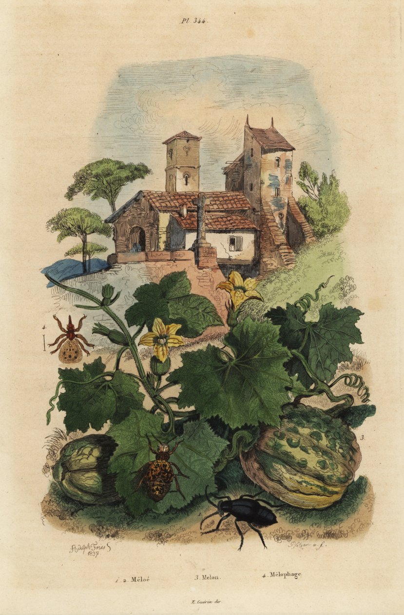 Europäischer Ölkäfer, Meloe proscarabaeus 1,2, Melone von Honfleur, Cucumis melo 3, und Schaflaus, Melophagus ovinus 4 von Unbekannt