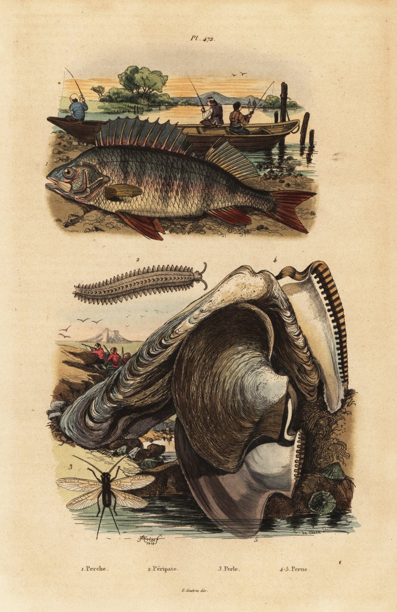 Flussbarsch, Perca fluviatilis 1, Samtbandwurm, Peripatus iuliformis 2, Florfliege, Perla marginata 3, und Perlmuschel, Isognomon isognomum 4 von Unbekannt