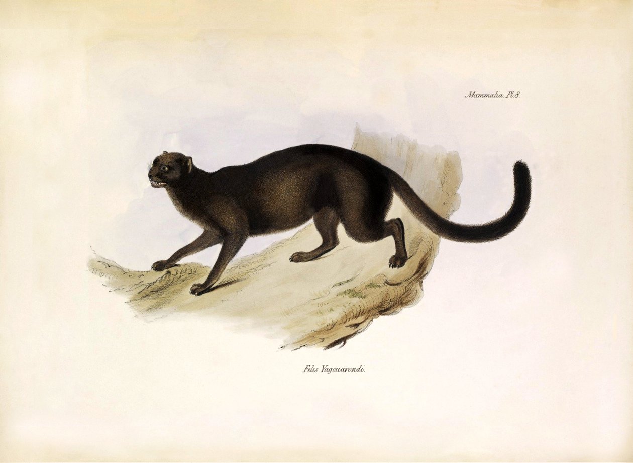 Felis Yagouarondi Jaguarondi oder Eyra oder Otterkatze, amerikanische Katze beschrieben von Charles Darwin während seiner Expedition an Bord der Beagle. Tafel aus „The zoology of the voyage of H.M.S. Beagle“ beschrieben von John Gould, mit Hinweisen zu ihr von Unbekannter Künstler