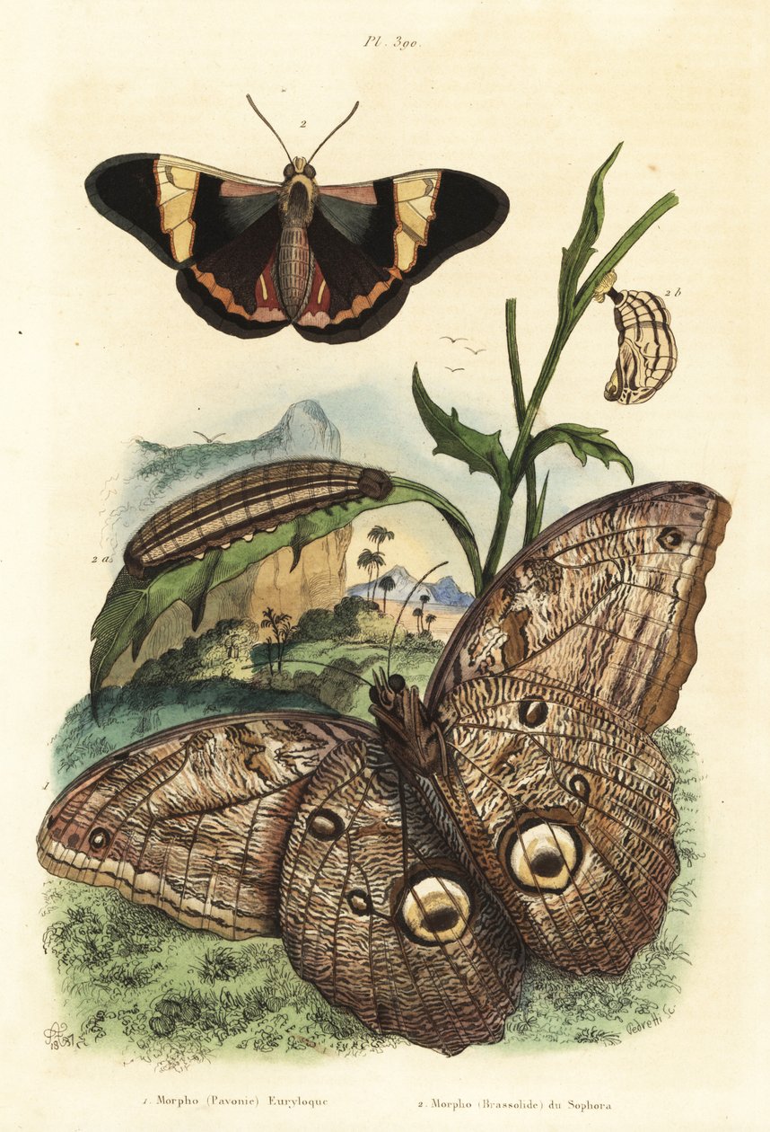 Wald-Riesenaugenfalter, Caligo eurilochus 1 und Brassolis sophorae Schmetterling, Puppe und Raupe 2 von Unbekannt