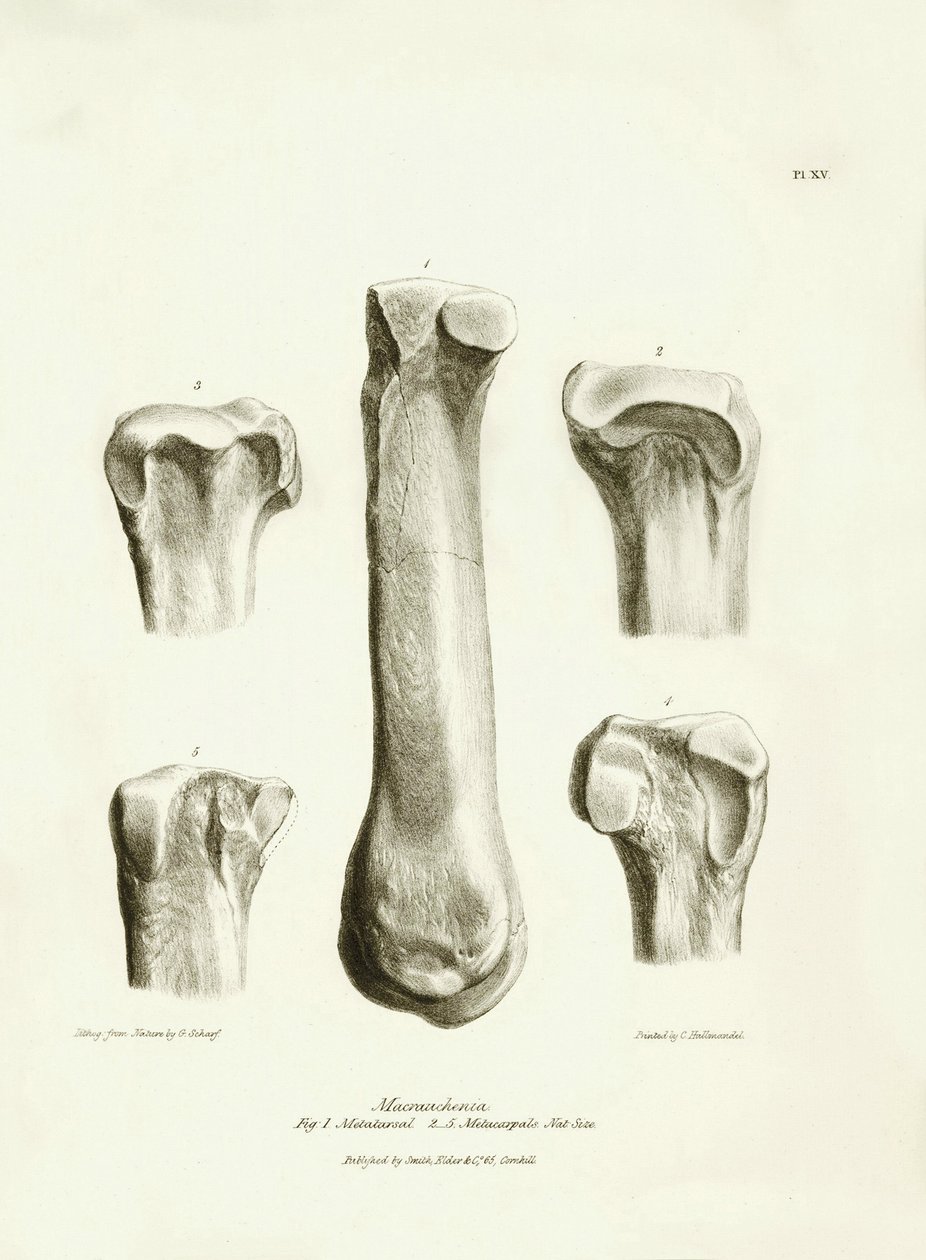 Fossile Knochen (Metatarsus und Metacarpus) des ausgestorbenen prähistorischen Tieres Macrauchenia beschrieben von Charles Darwin während seiner Expedition an Bord der Beagle. Platte aus „The Zoology of the voyage of H.M.S. Beagle under the command of Capt von Unbekannter Künstler