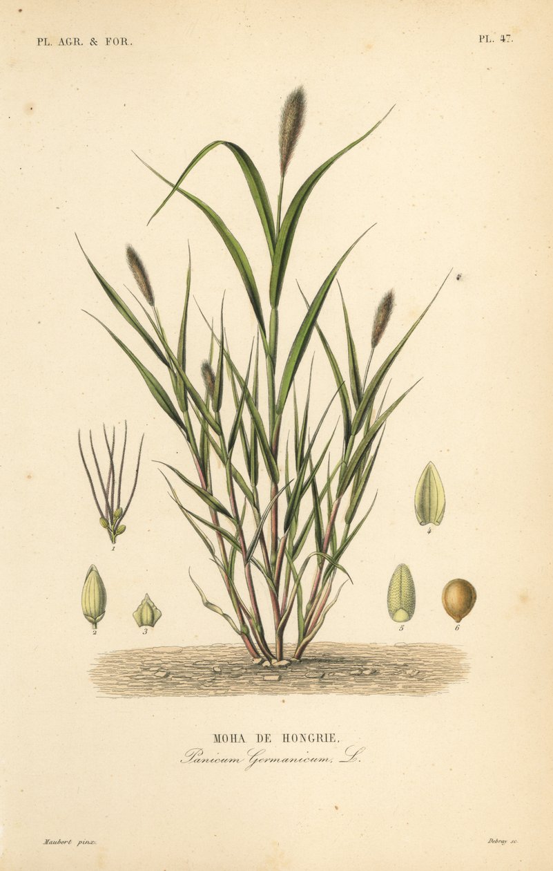 Hirse oder Italienische Hirse, Setaria italica von Unbekannt