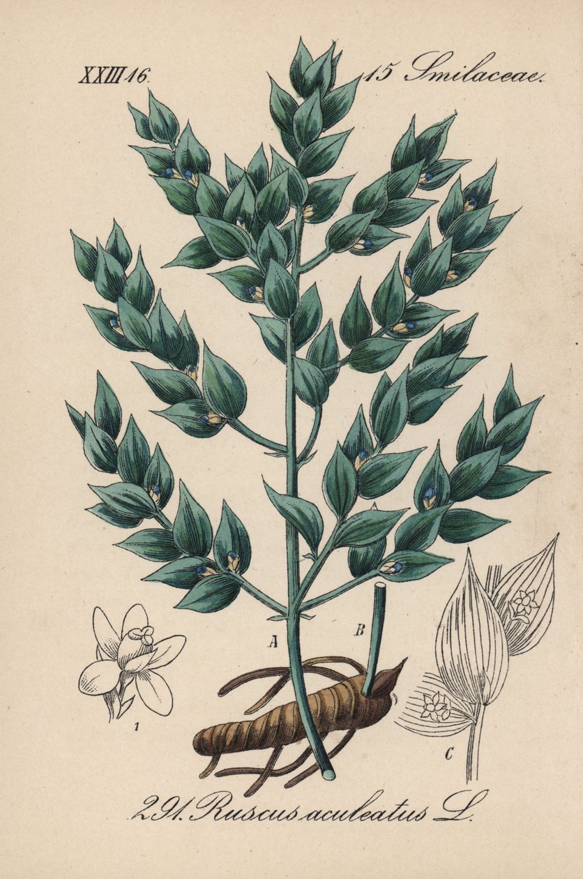 Mäusedorn, Ruscus aculeatus. Handkolorierte Lithographie aus Diederich von Schlechtendals Deutsche Flora (Flora von Deutschland), Jena von Unbekannter Künstler