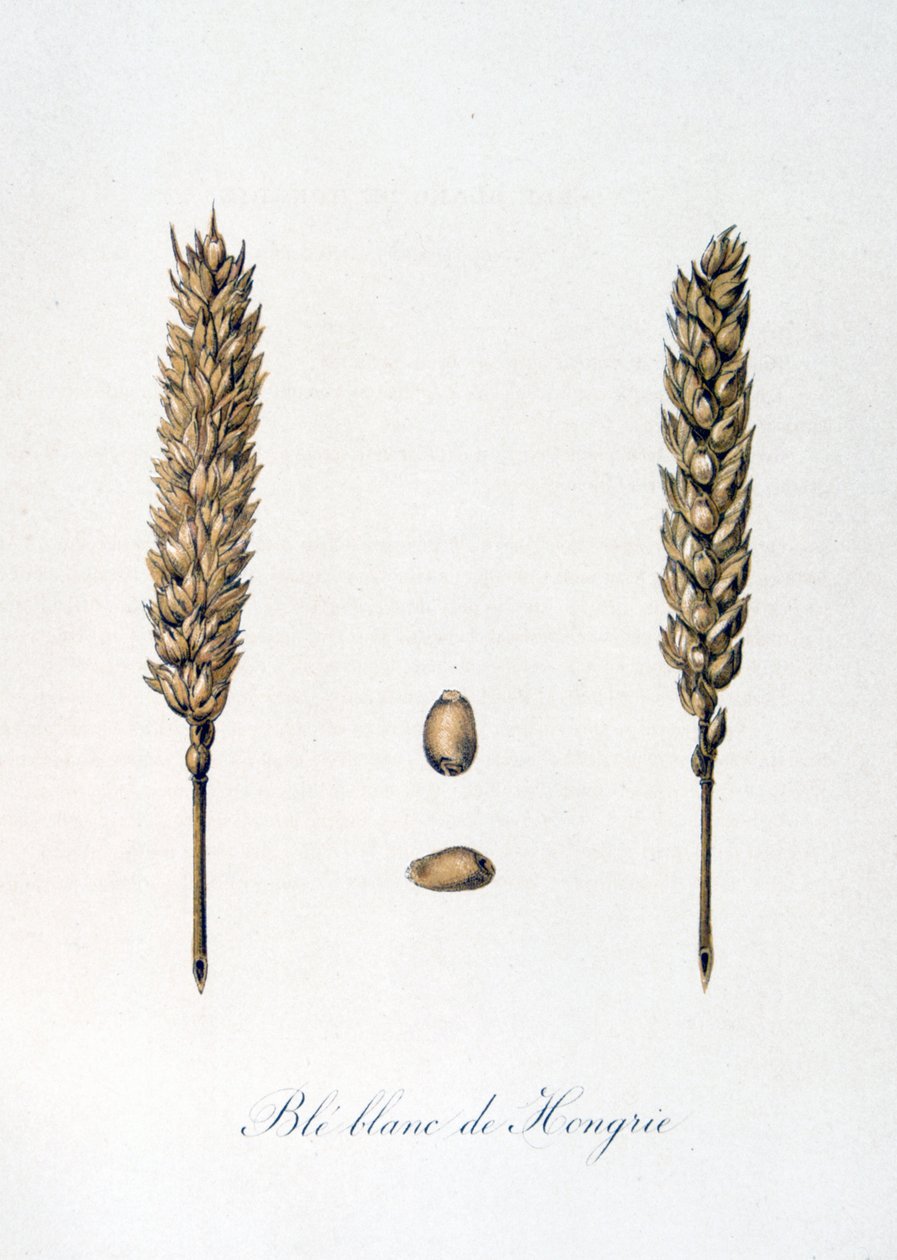 Französische Illustration von Ähren aus dem 19. Jahrhundert von Unbekannter Künstler