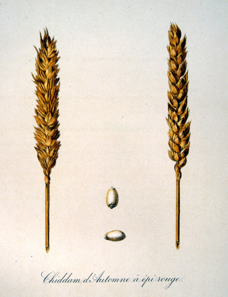 Französische Illustration von Ähren aus dem 19. Jahrhundert von Unbekannter Künstler