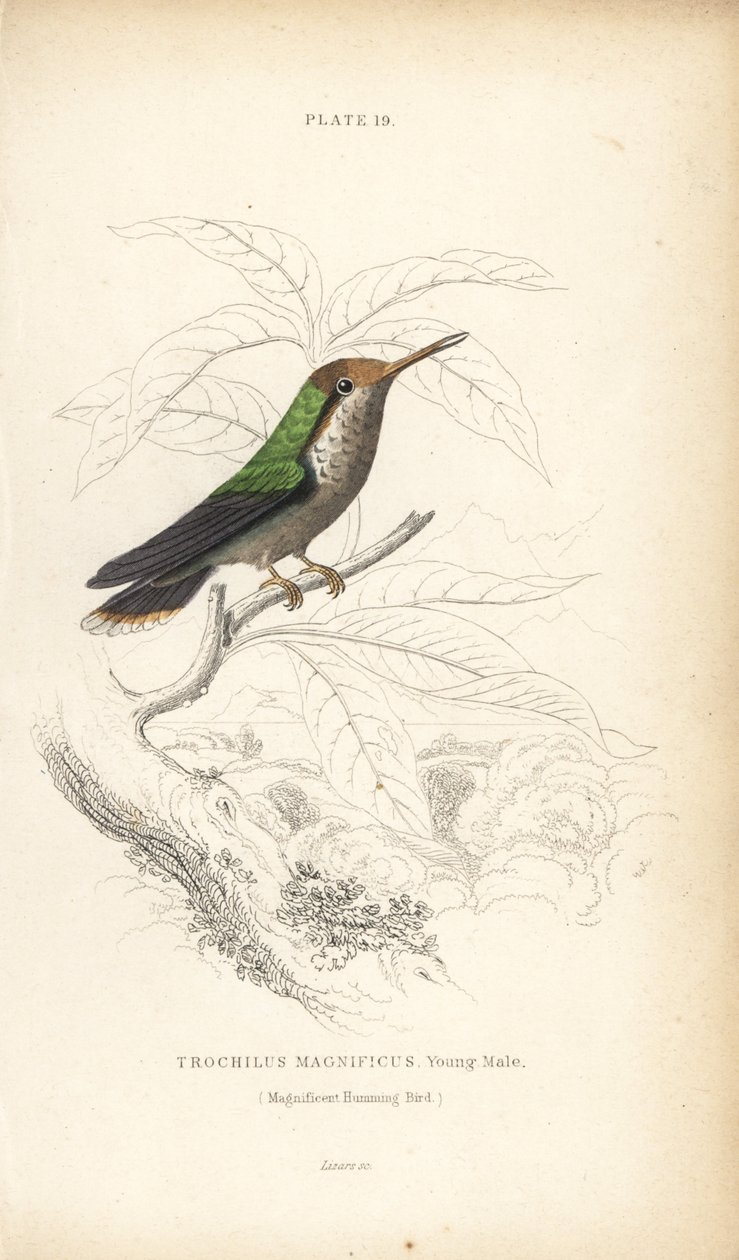 Fransen-Kokette, Lophornis magnificus, junger Männchen (Prächtiger Kolibri, Trochilus magnificus). Handkolorierter Stahlstich von William Lizars aus Sir William Jardines Naturalist