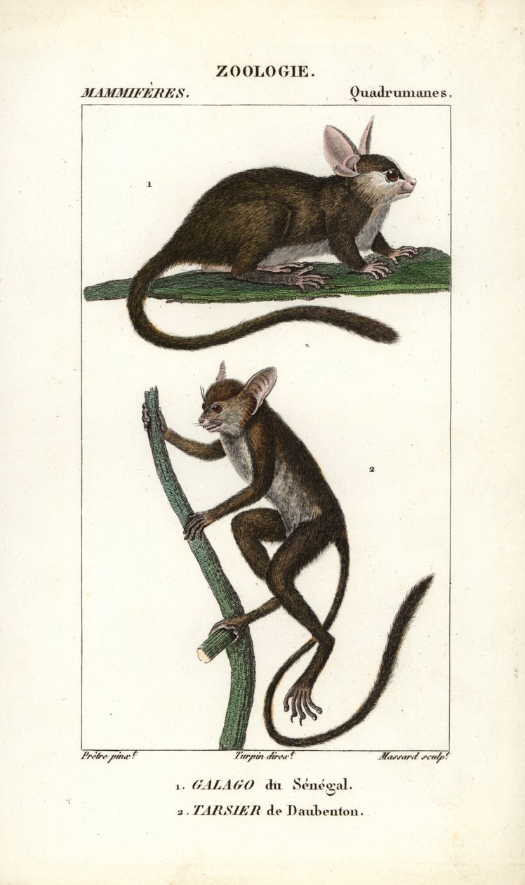 Galago du Senegal und Tarsier de Daubenton - Radierung von Jean Gabriel Pretre (1780-1845), graviert von Carnonkel, für das Wörterbuch der Naturwissenschaften: Säugetiere von Frederic Cuvier, herausgegeben von Pierre Jean Francois Turpin (1775-1840), veröf von Unbekannter Künstler