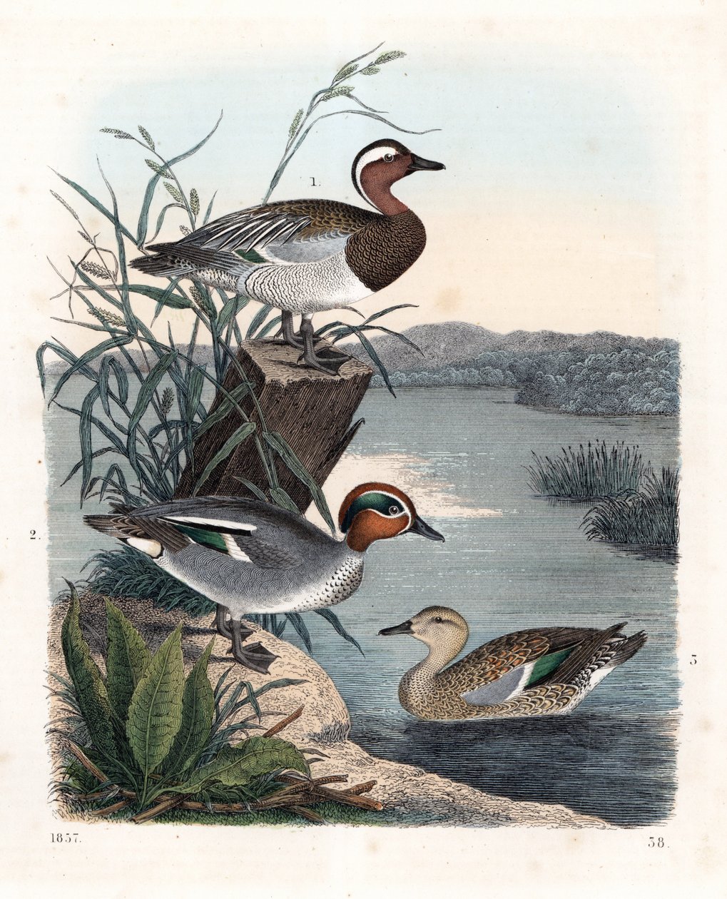 Knäkente - Sommerente - Anas querquedula 1, und Krickente - Winterente - Anas crecca, Männchen 2, und Weibchen 3. Handkolorierte Lithographie aus Carl Hoffmann