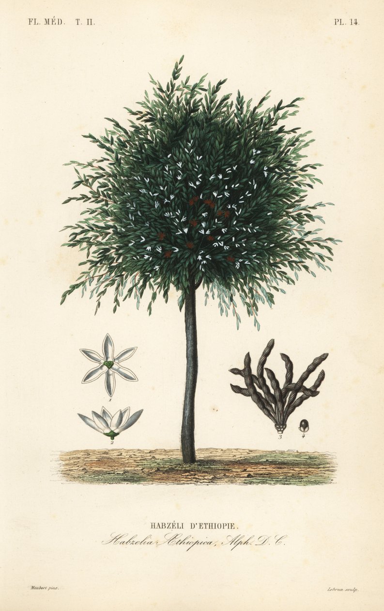 Selimkörner, Xylopia aethiopica von Unbekannt