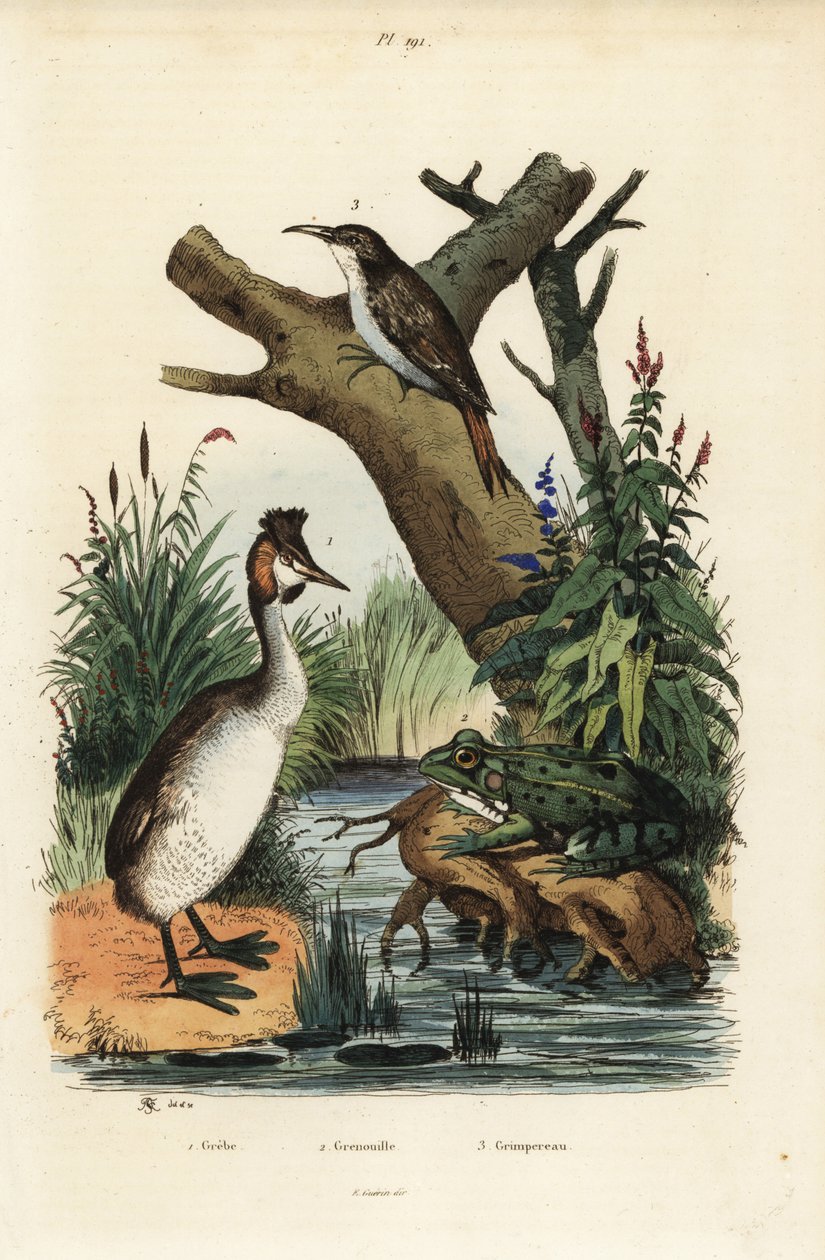 Haubentaucher, Podiceps cristatus 1, Teichfrosch, Pelophylax esculentus 2, und Waldbaumläufer, Certhia familiaris 3 von Unbekannt
