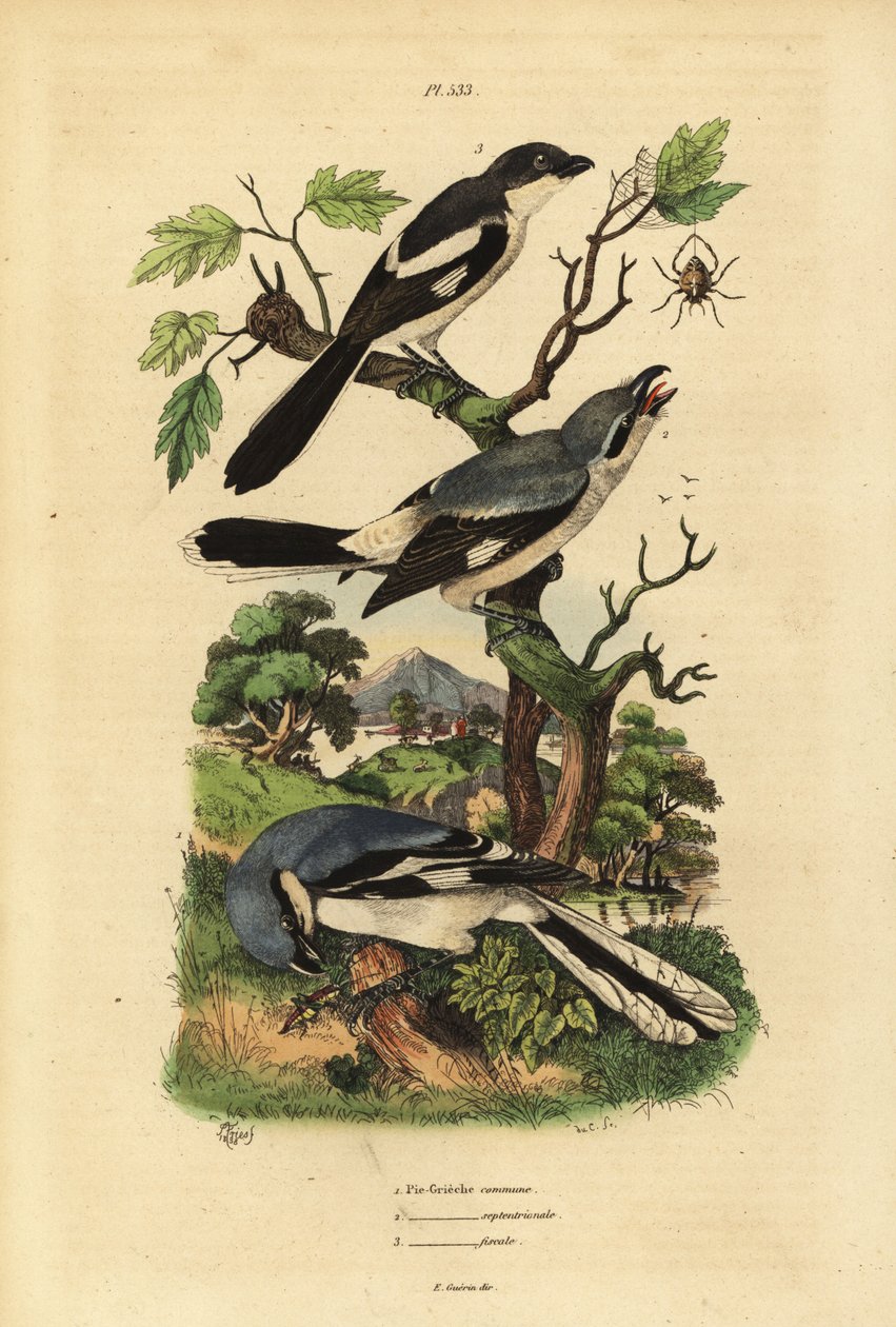 Raubwürger, Lanius excubitor, Graurückenwürger, Lanius excubitoroides, und Fiskalwürger, Lanius collaris von Unbekannt