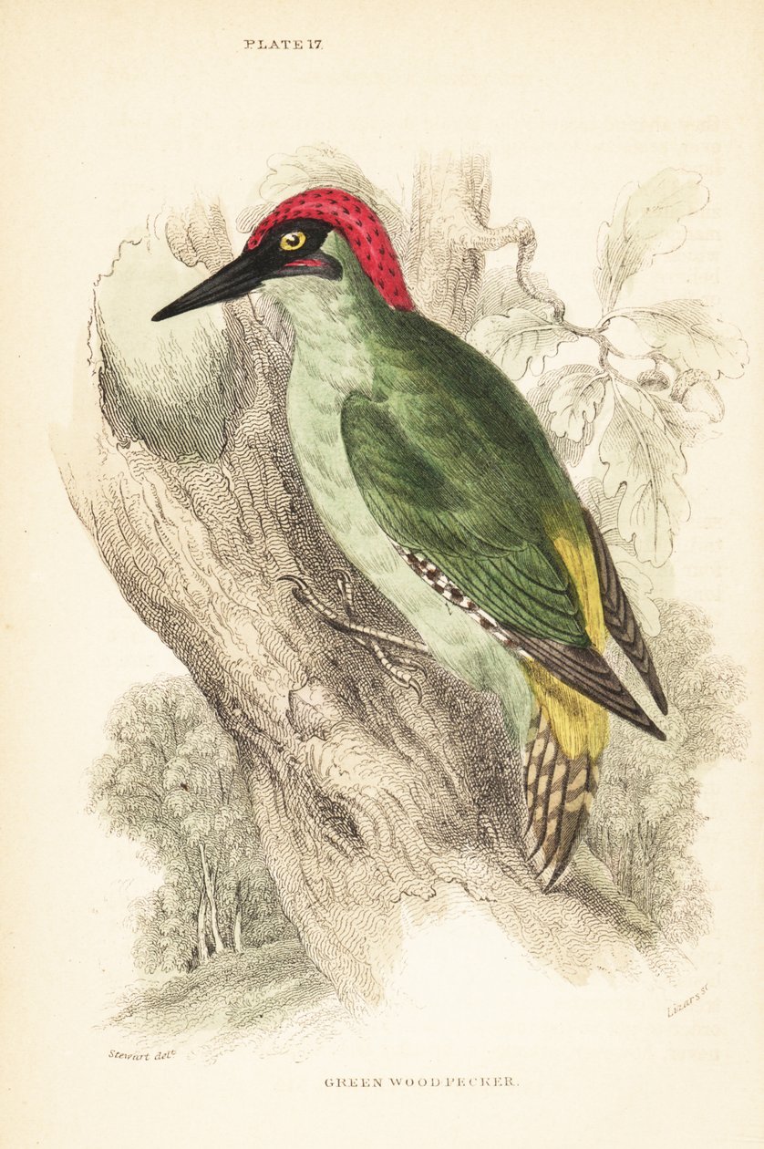 Grünspecht, Picus viridis, auf einem Baum sitzend von Unbekannter Künstler