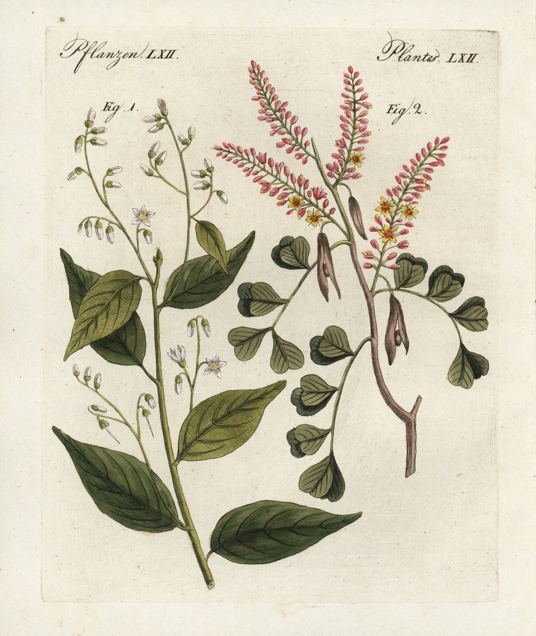 Gummibenjaminbaum, Styrax benzoin und Blauholz, Haematoxylon campechianum. Handkolorierte Kupferstichgravur aus Bertuchs „Bilderbuch für Kinder“, Weimar von Unbekannter Künstler
