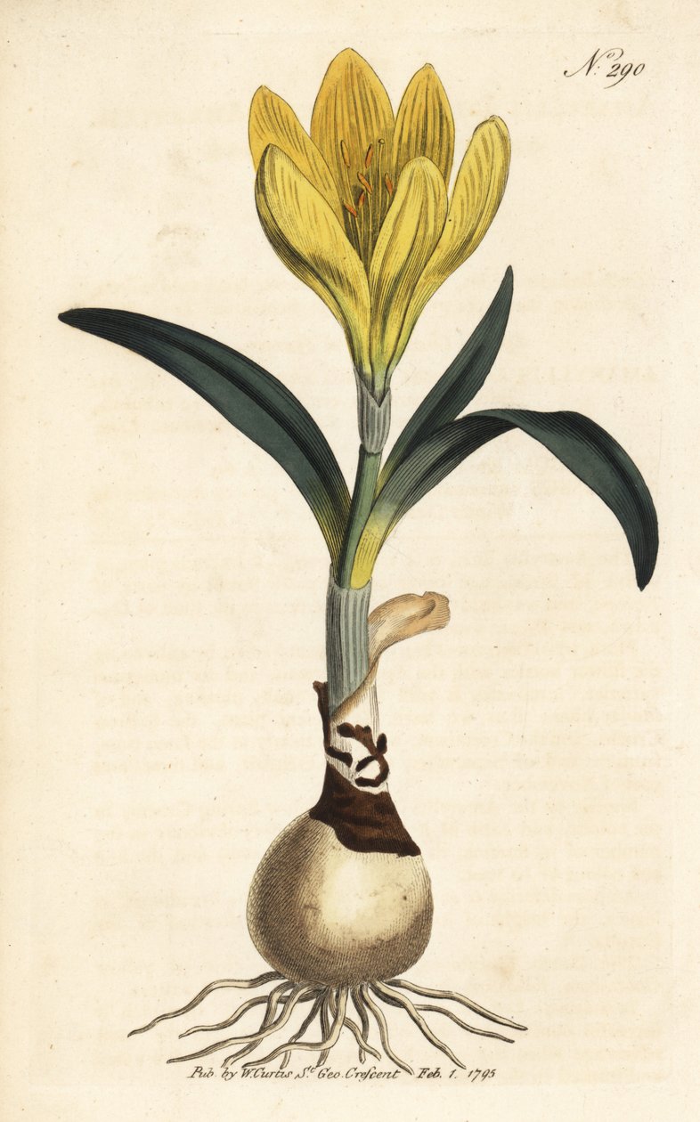 Herbst-Narzisse, Sternbergia lutea (Gelbe Amaryllis, Amaryllis lutea) - Handkolorierter Kupferstich aus William Curtis