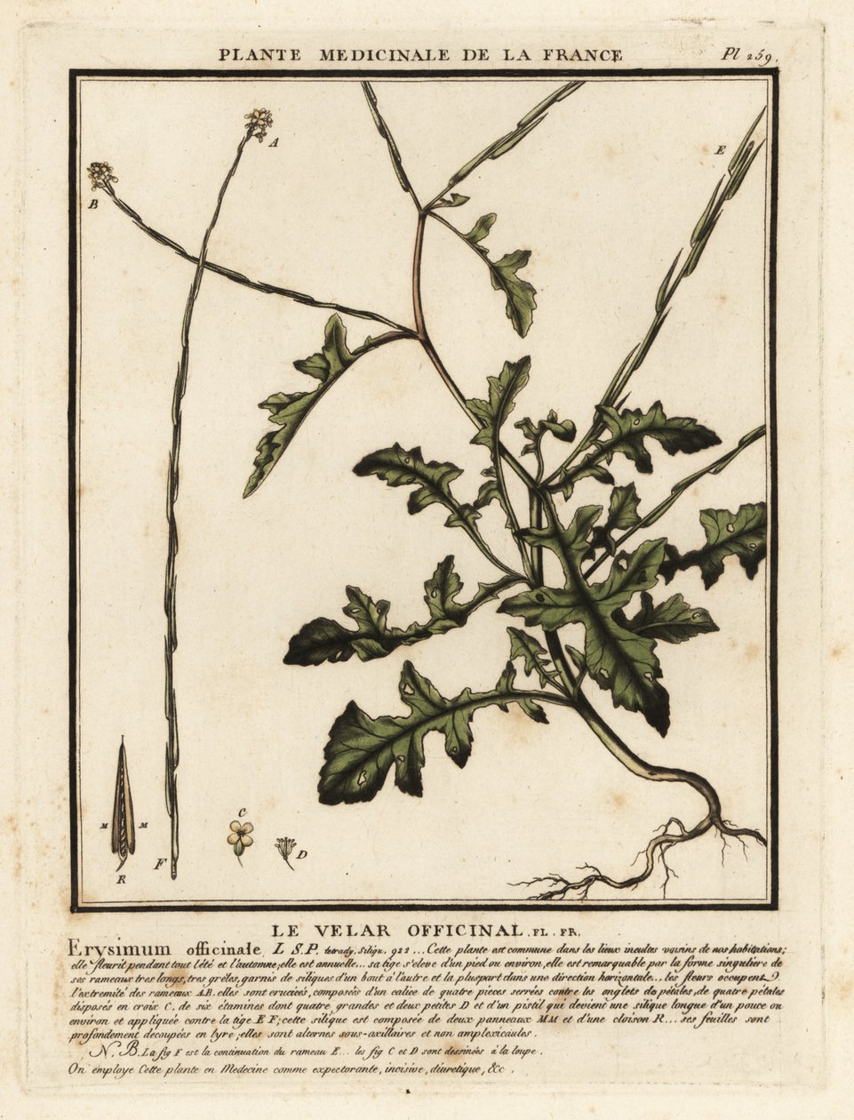 Hederich, Sisymbrium officinale von Unbekannter Künstler
