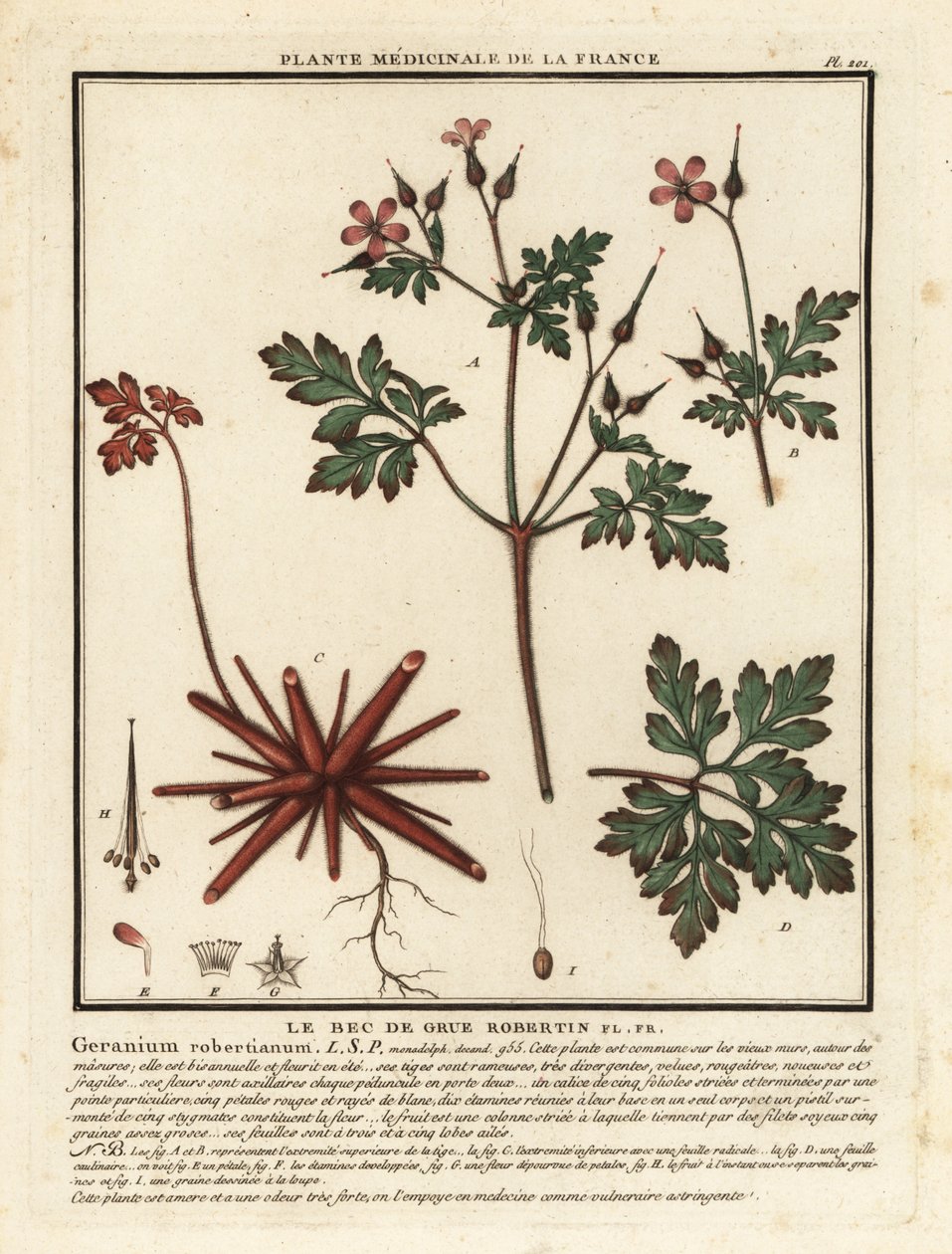 Stinkender Storchschnabel, Geranium robertianum von Unbekannter Künstler