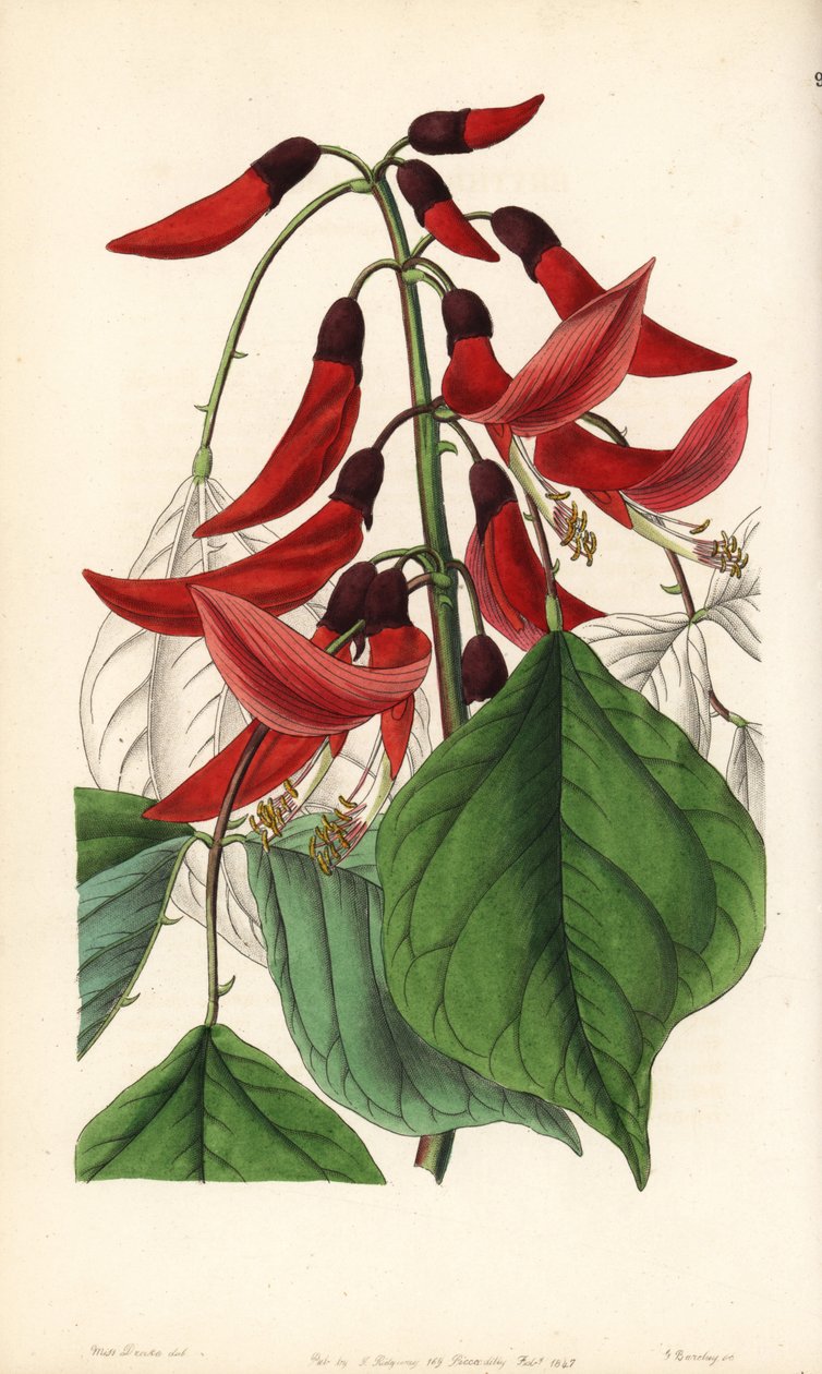 Krautige oder Carolina-Erythrine - Mr. Bidwell