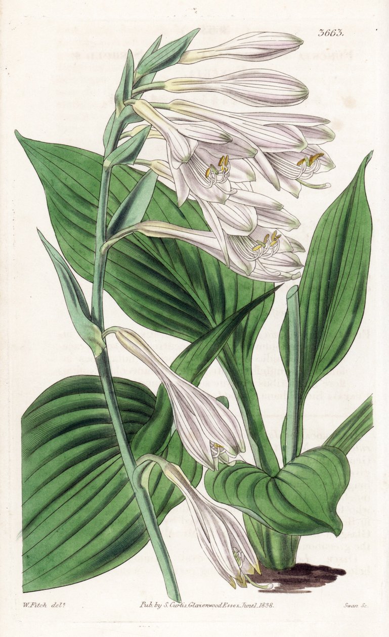 Hosta aus Japan - Hosta sieboldii. Handkolorierte Kupferstichgravur nach einer botanischen Illustration von Walter Fitch aus William Jackson Hooker