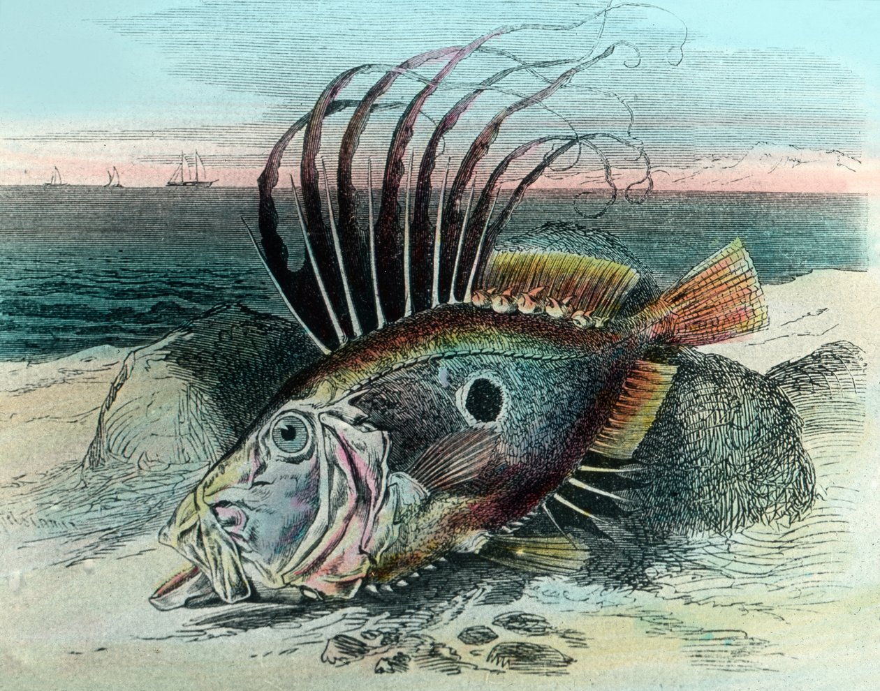 Illustration eines Petersfisches (Zeus faber) von Unbekannter Künstler