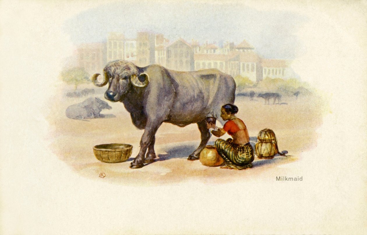 Indische Milchmädchen und Ochse von Unbekannter Künstler