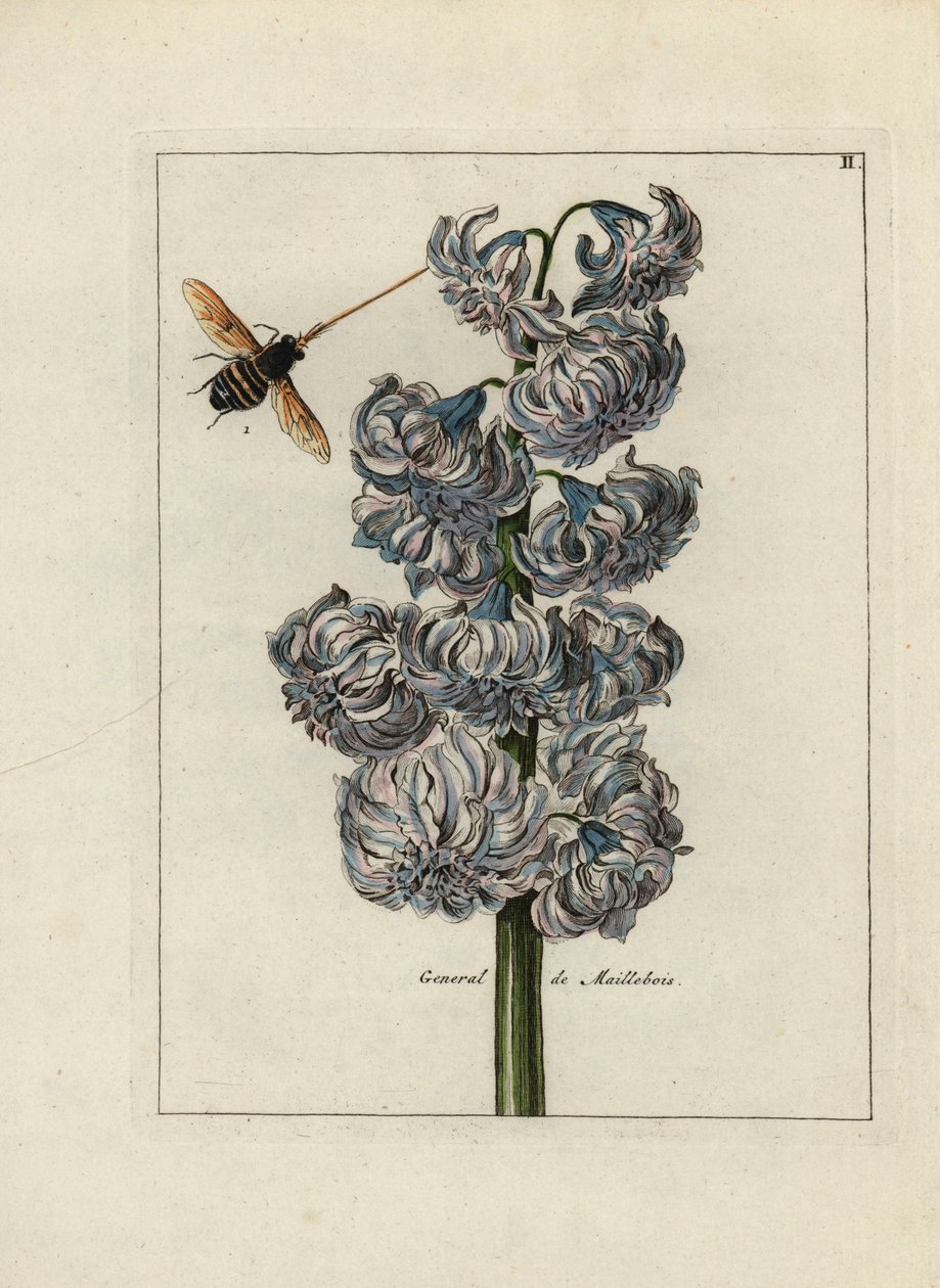 Hyazinthe (oder Hyazinthe), variete general von Maillebois, mit einer Biene - Lithographie zugeschrieben Paul Theodor van Brussel (1754-1795), Autor des Deckbouquets, oder A.Bres., beeinflusst von Nicolas Robert (1614-1685), veröffentlicht in Nederlandsch  von Unbekannter Künstler