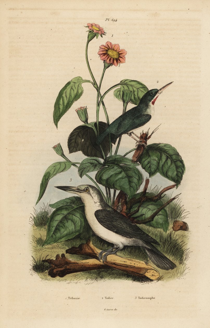 Jamaika-Todi, Todus todus, Marianen-Eisvogel, Todiramphus albicilla und Sonnenblume, Tithonia tagetiflora von Unbekannt