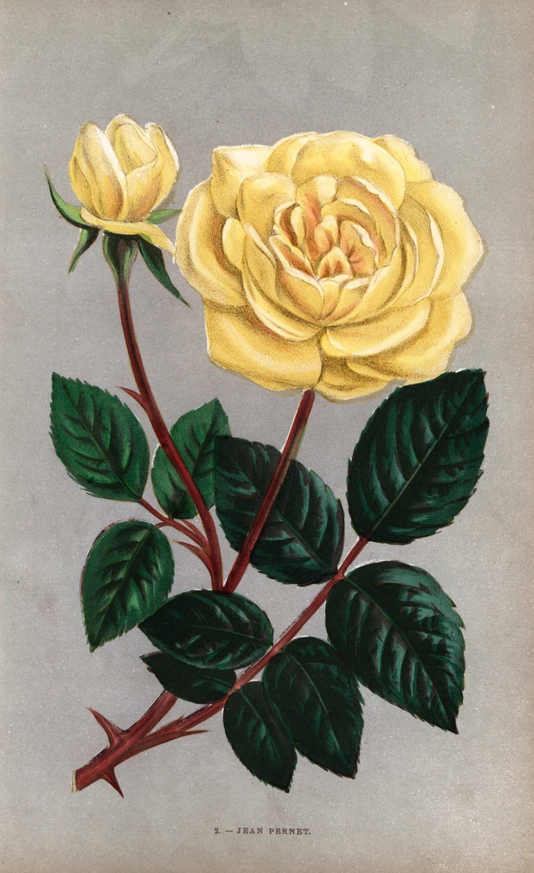 Jean Pernet Rose, gelbe Sorte der Teerose, gezüchtet von Monsieur Pernet aus Lyon im Jahr 1867. Chromolithographie gezeichnet und lithographiert nach der Natur von F. Grobon aus Hippolyte Jamain und Eugene Forneys Les Roses von Unbekannter Künstler