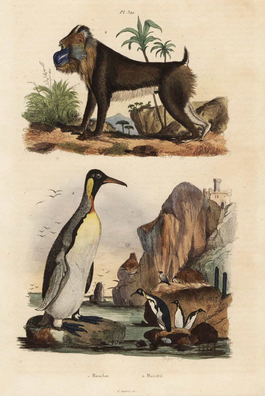 Königspinguin und Mandrill, gefährdet von Unbekannt