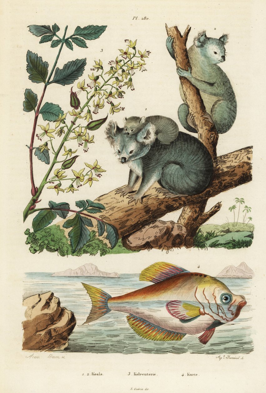 Koala, Phascolarctos cinereus 1,2, Lackbaum, Koelreuteria paniculata 3 und Indischer Buckelkopf, Kurtus indicus 4 von Unbekannt