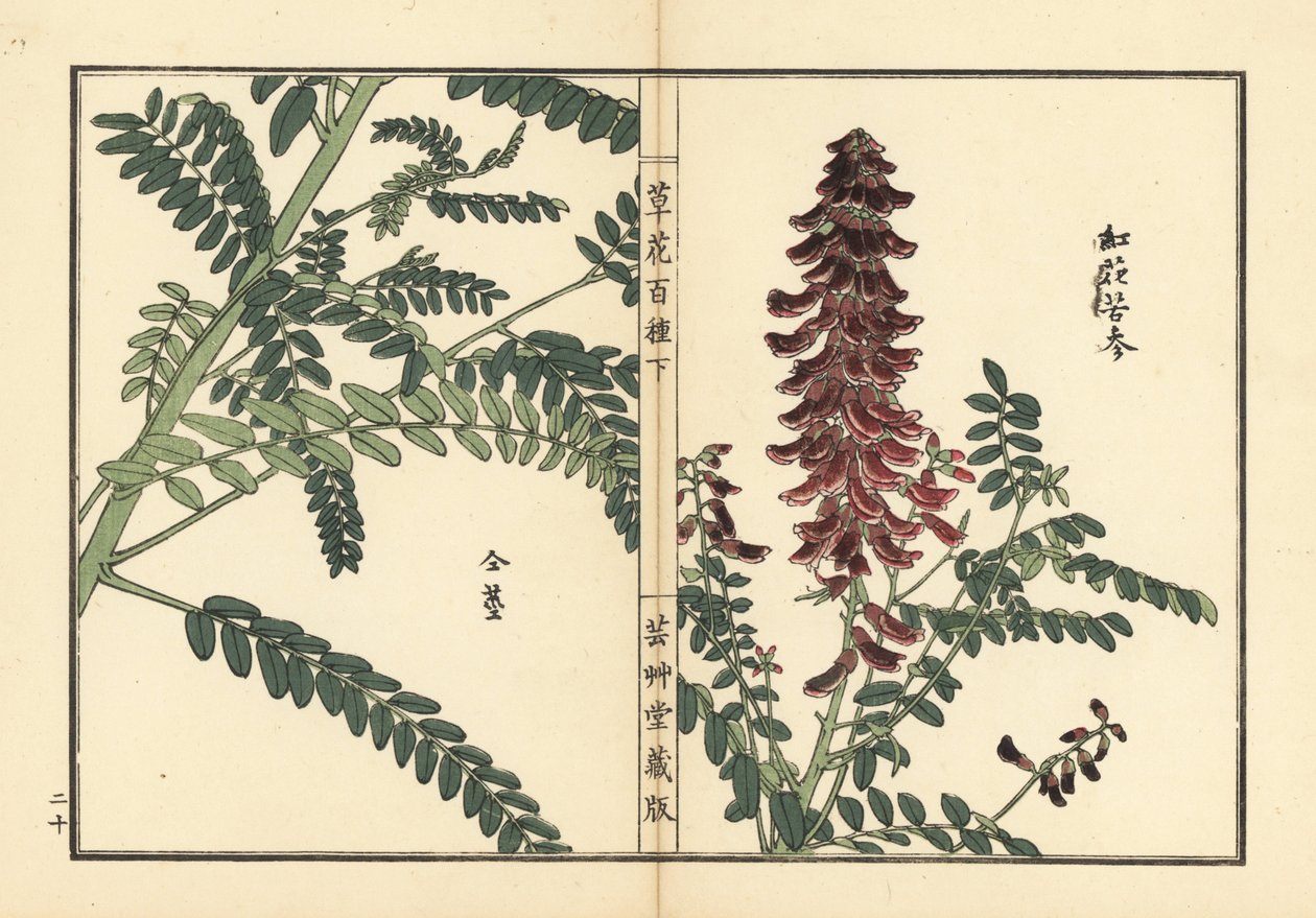 Kouka oder Kujin, Sophora flavescens (aus Kusa Bana Hyakushu) von Unbekannter Künstler