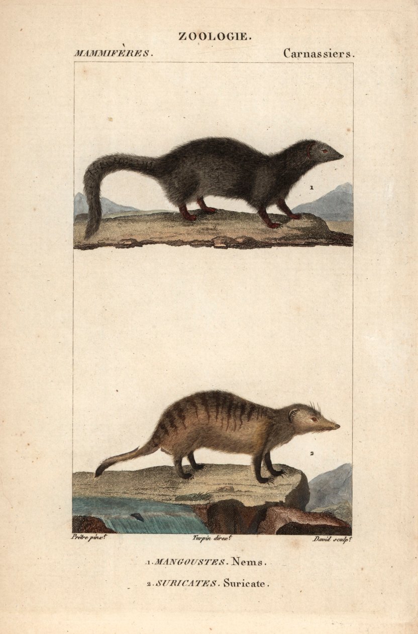 Die Manguste und das Erdmännchen von Unbekannter Künstler