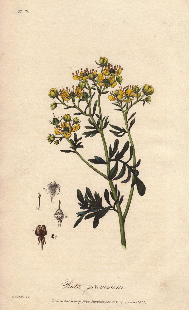 La rue des jardin oder rue fetide (Ruta graveolens) - Illustration aus „Botanique medicale, description des plantes medicinales de London, Edinburgh et Dublin“ von John Stephenson und James Morss Churchill von Unbekannter Künstler