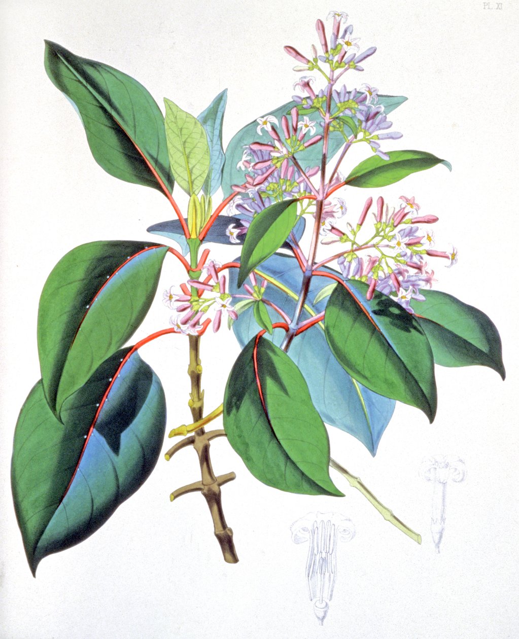Blätter und Blumen des Chinarindenbaums, um 1850 von Unbekannter Künstler