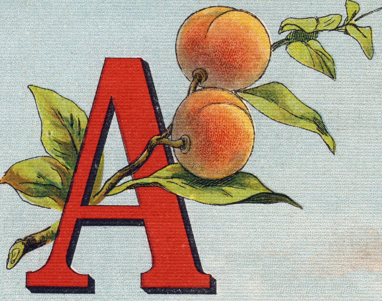 Buchstabe A: Aprikose. Gravur in "Alphabet de ma petite fille". Bernardin-Bechet und Fils, Buchhändler-Verleger, Paris, um 1895. von Unbekannt