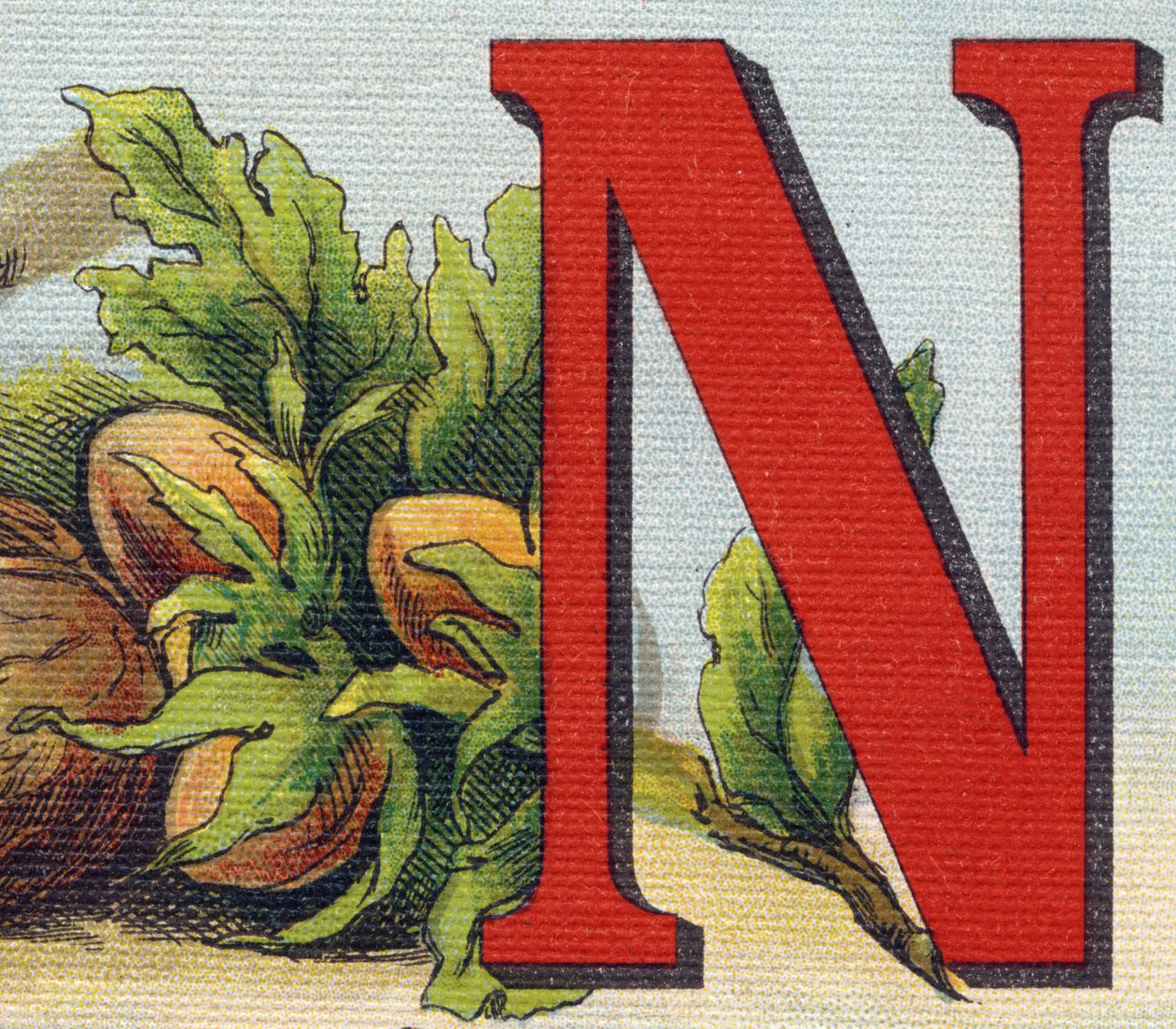 Buchstabe N: Haselnüsse. Gravur in "Alphabet de ma petite fille". Bernardin-Bechet und Fils, Buchhändler-Verleger, Paris, um 1895. von Unbekannt