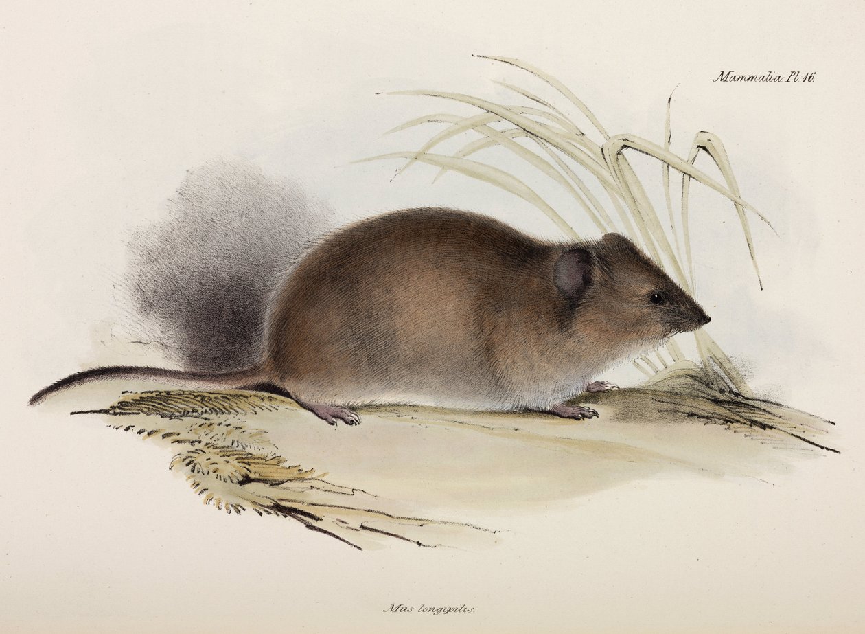 Langhaarige oder Pest-Ratte, Australien, ca. 1832-1836 von Unbekannter Künstler