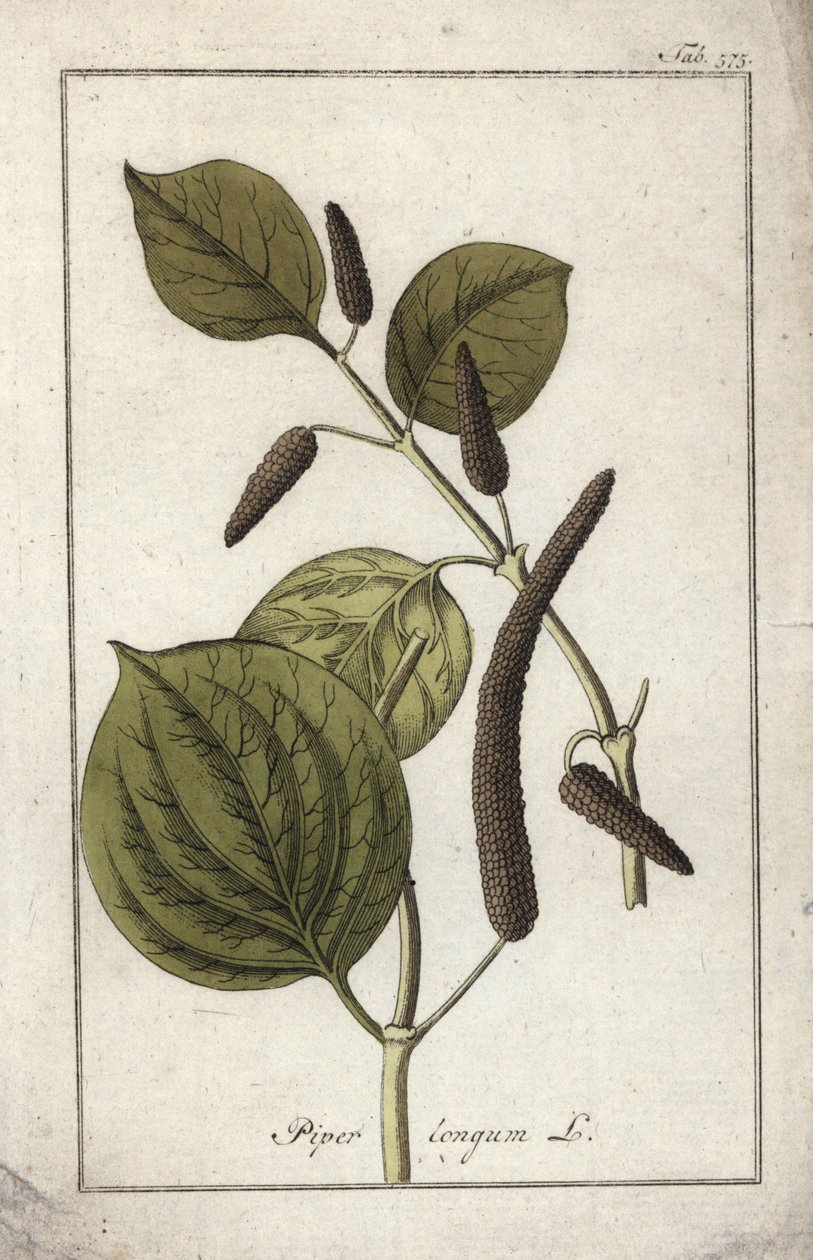 Langer Pfeffer (Piper longum). Lithographie aus „Afbeelding der Artseny-Gewassen“ von Johannes Zorn (1739-1799), Niederlande von Unbekannter Künstler