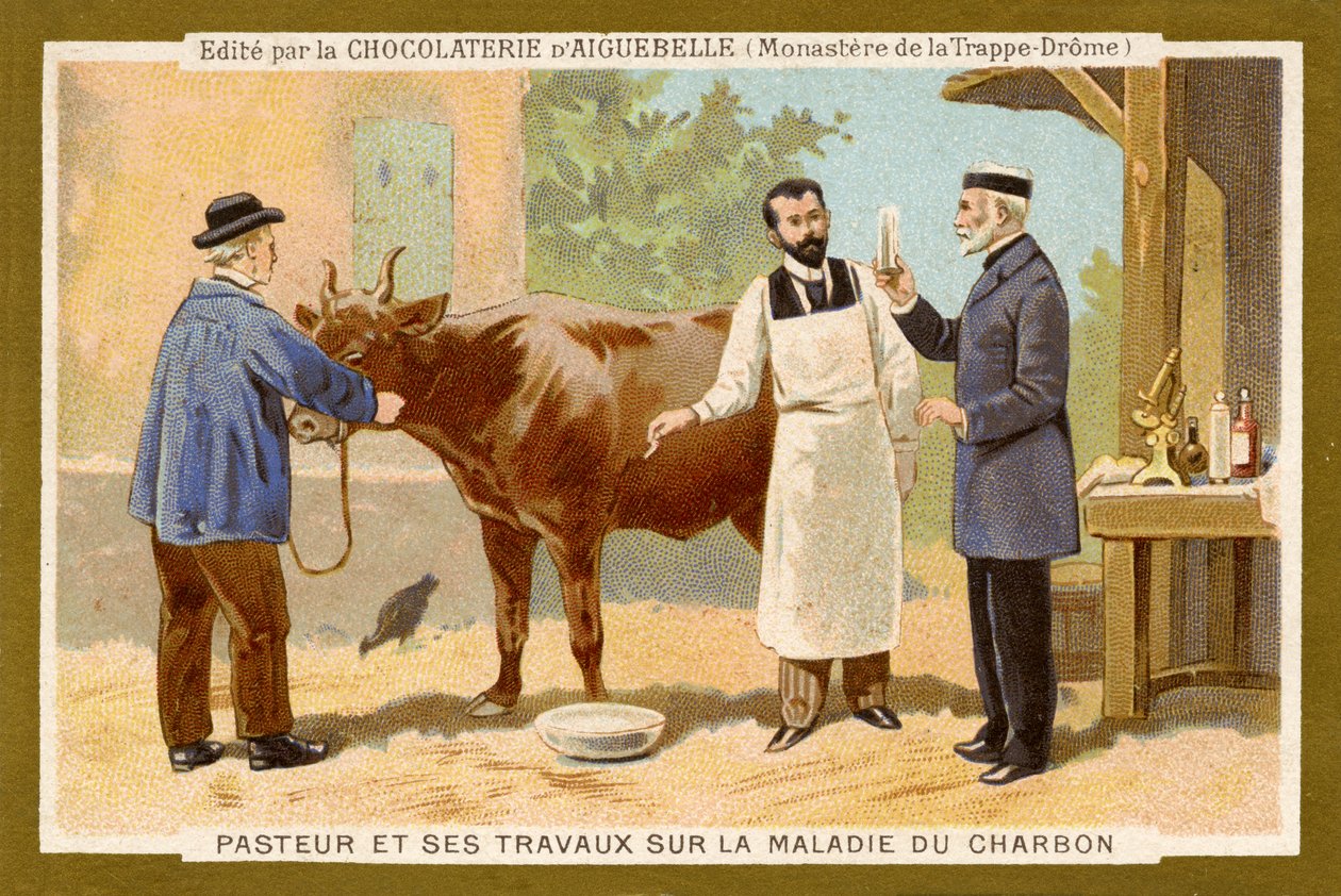 Louis Pasteur arbeitet an der Heilung von Milzbrand von Unbekannter Künstler