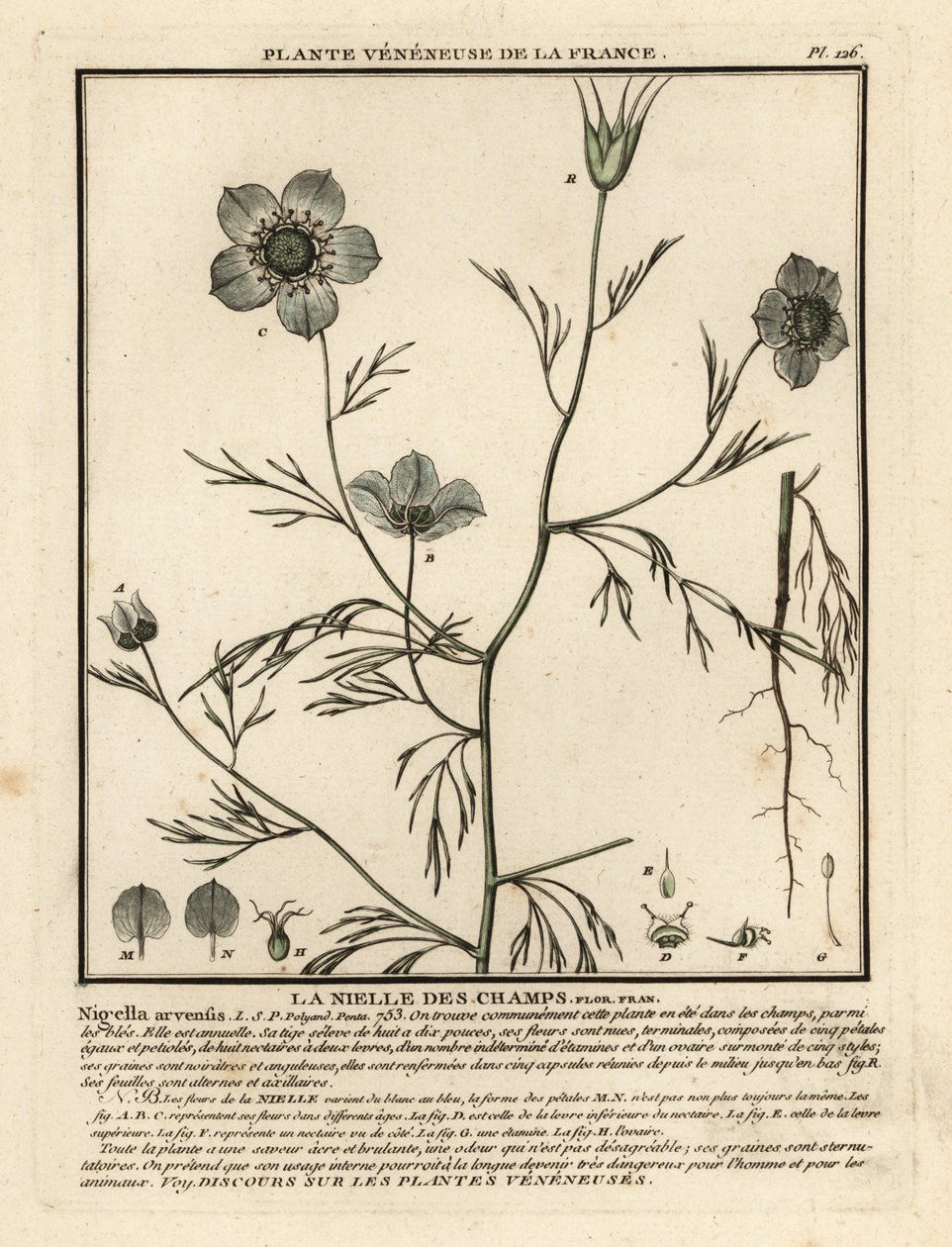 Jungfer im Grünen, Nigella arvensis von Unbekannter Künstler