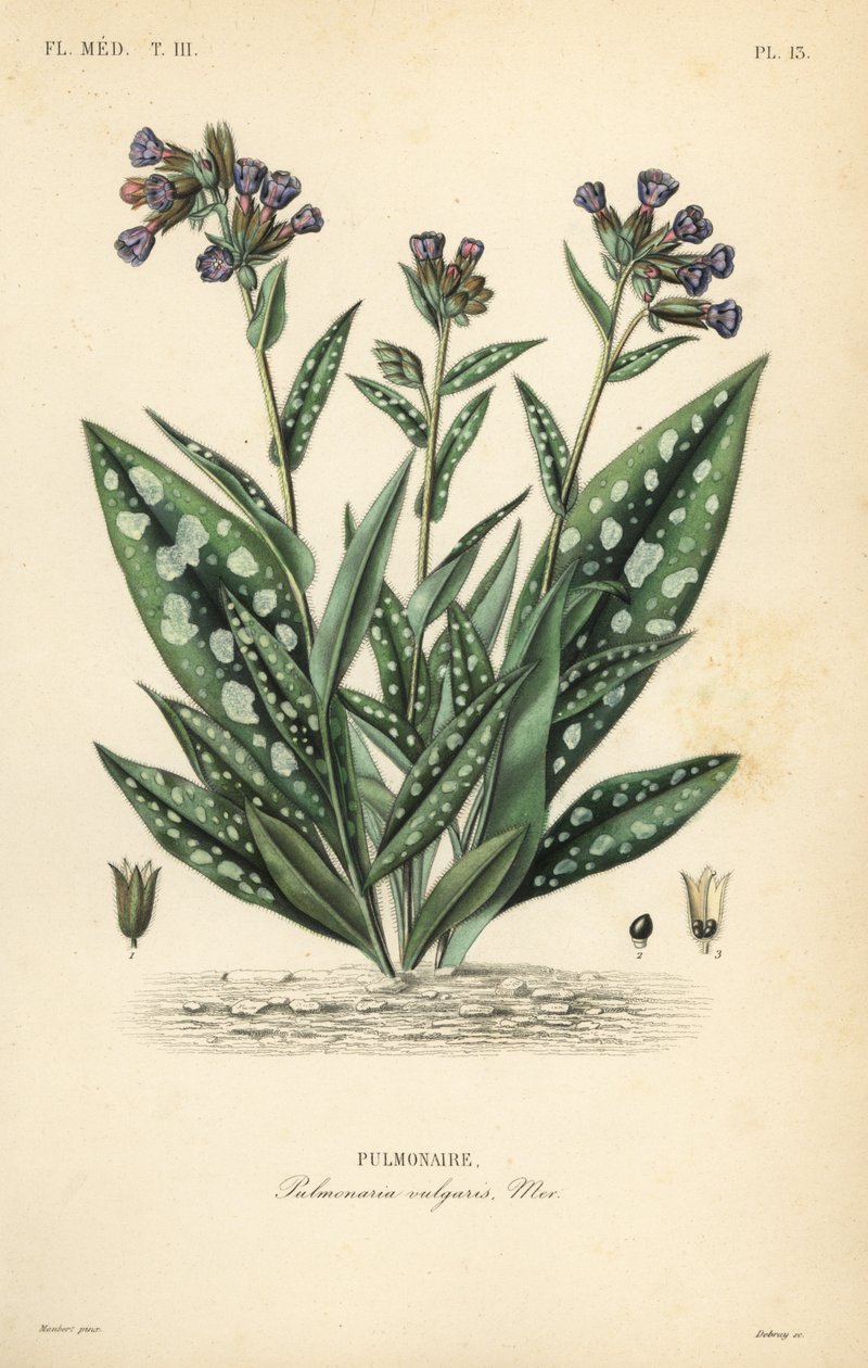Lungenkraut, Pulmonaria officinalis von Unbekannt
