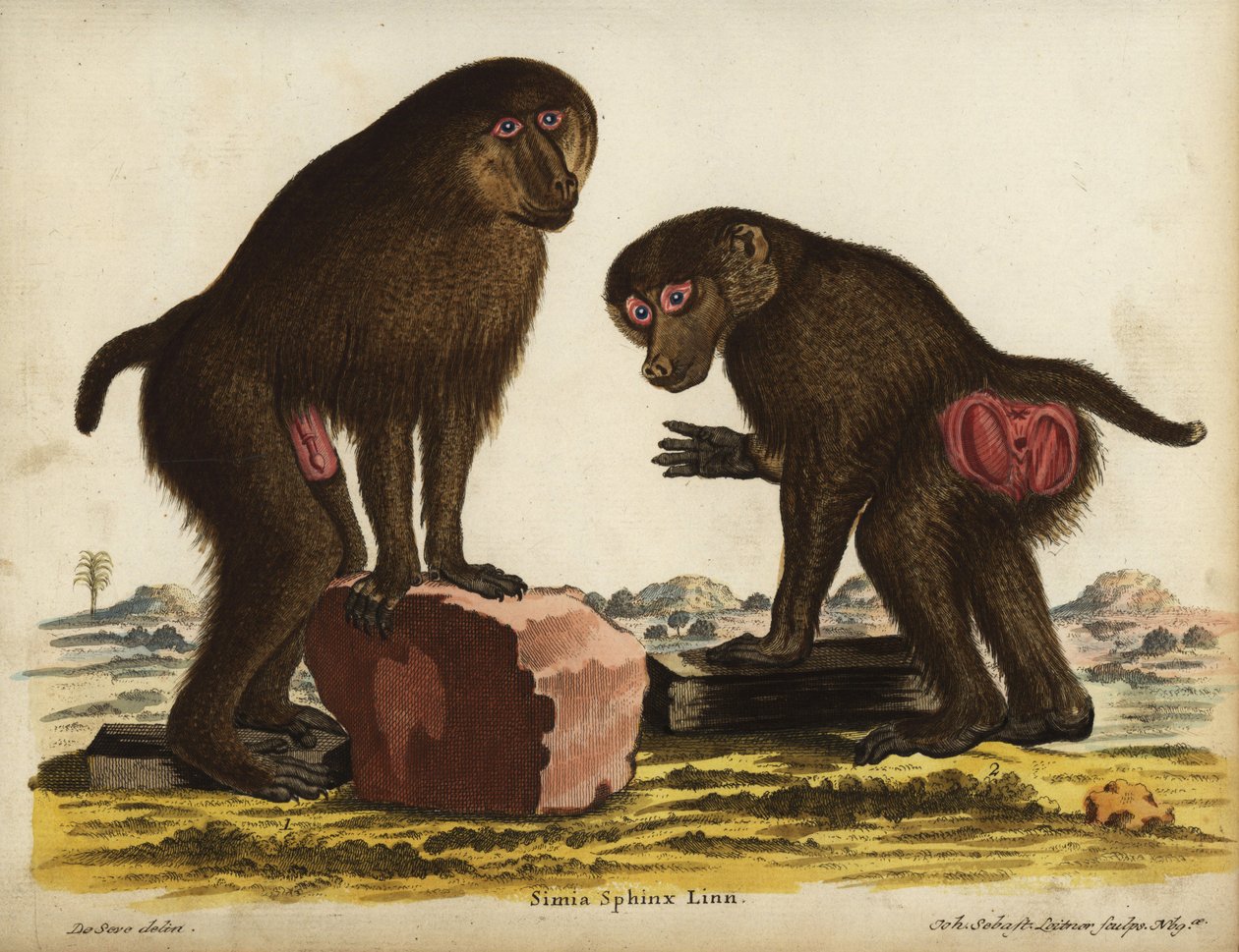 Mandrill, Mandrillus sphinx. Gefährdet. Simia sphynx Linn. Handkolorierter Kupferstich von Johann Sebastian Leitner nach einer Illustration von Jacques de Seve aus Johann Christian Daniel Schrebers Tierillustrationen nach der Natur, oder Schrebers Fantast von Unbekannter Künstler