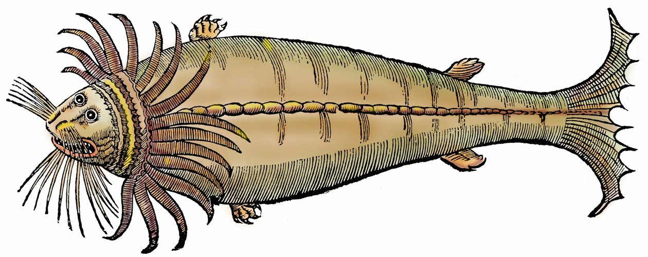 Meereskreatur, Xylographie aus "Paralipomena accuratissima historiae omnium animalium quae in voluminibus Aldrovandi desiderantur" von Unbekannter Künstler
