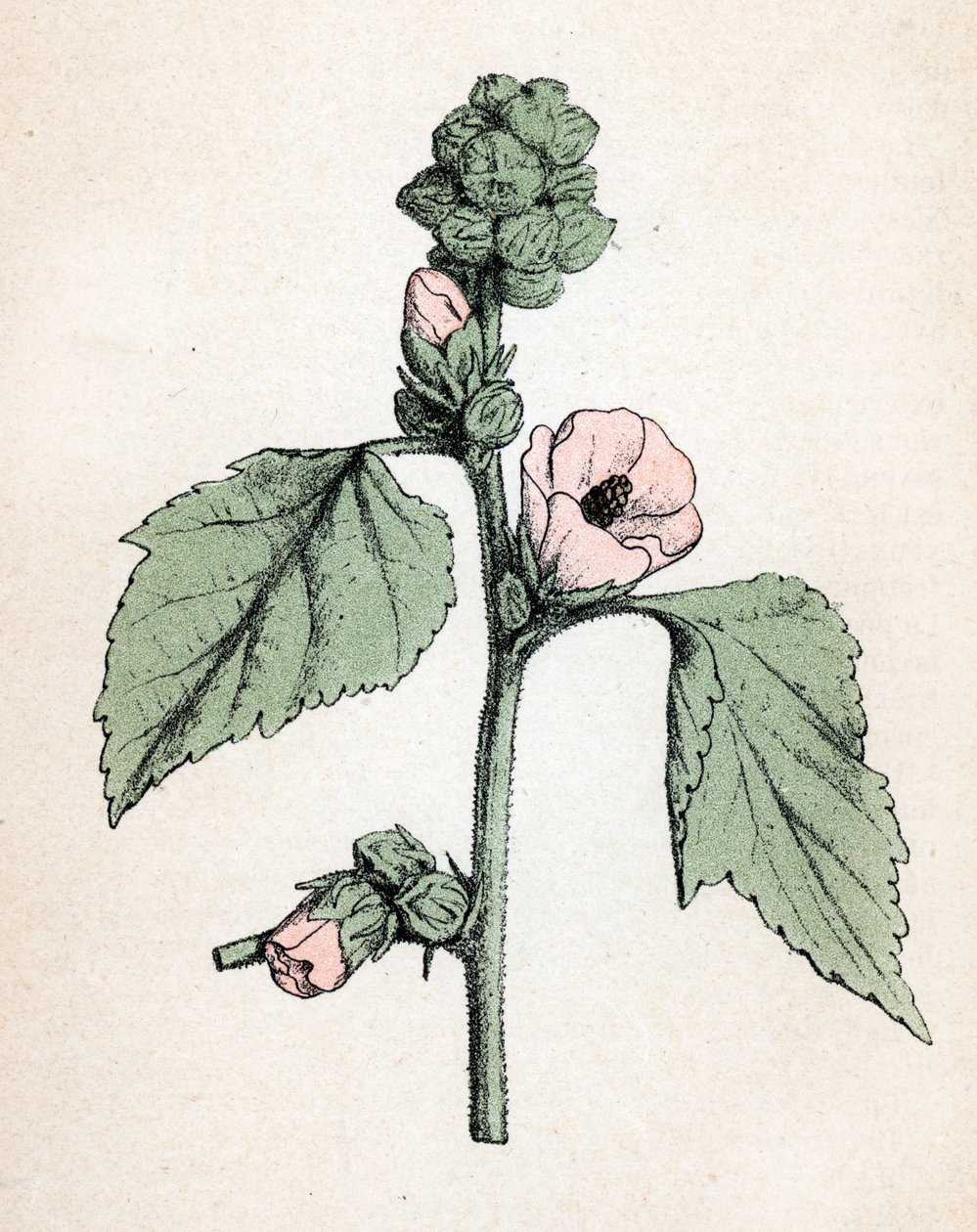 Eibisch (Althaea officinalis) (Weißer Eibisch) Botanische Tafel aus „Atlas colorie des plantes medicinales“ von Paul Hariot von Unbekannter Künstler