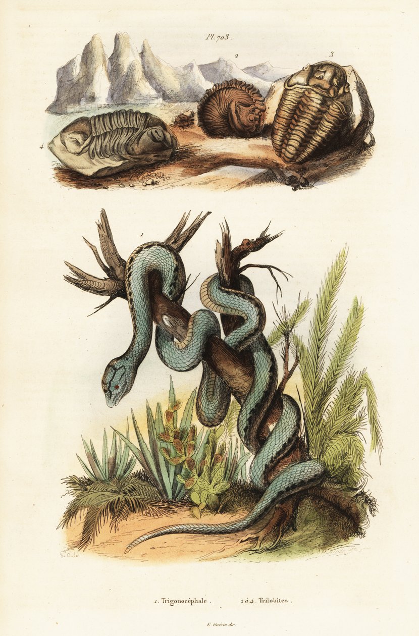Martinikanische Grubenotter und ausgestorbene Trilobiten von Unbekannter Künstler
